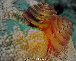 Christmas Tree Worm @ Windows Reef Guanica PR by Carlos Pérez 